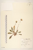 西洋蒲公英藏品圖，第1張