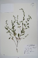 細纍子草藏品圖，第1張