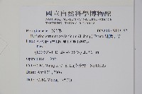 細纍子草藏品圖，第2張