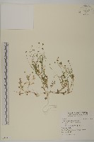 南方山芫荽藏品圖，第1張