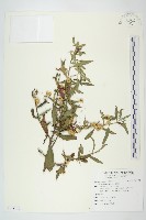 菟絲子藏品圖，第1張