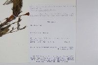 登錄號:S113176藏品圖，第2張