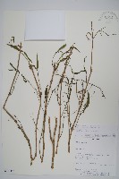 登錄號:S113177藏品圖，第1張