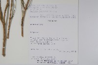 登錄號:S113177藏品圖，第2張