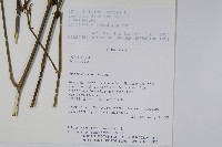 登錄號:S113181藏品圖，第2張