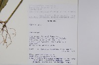 登錄號:S113182藏品圖，第2張