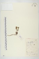 登錄號:S113188藏品圖，第1張