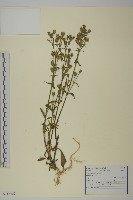 臺灣蠅子草藏品圖，第1張