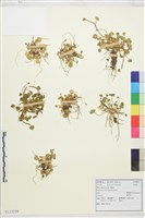 掌葉毛茛藏品圖，第1張