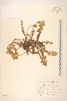 臺灣蒲公英藏品圖，第1張