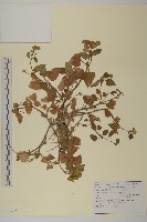 金鈕釦藏品圖，第1張