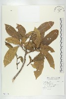 猴歡喜藏品圖，第1張