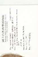 錫蘭橄欖、鋸葉杜英藏品圖，第2張