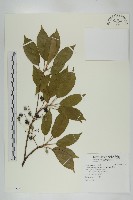 薯豆藏品圖，第1張