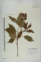 薯豆藏品圖，第1張