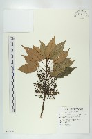 薯豆藏品圖，第1張