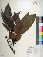 菲律賓火筒樹藏品圖，第1張