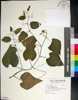 粉藤藏品圖，第1張