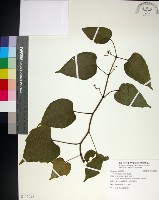 粉藤藏品圖，第1張