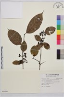 中原氏鼠李藏品圖，第1張