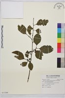 中原氏鼠李藏品圖，第1張