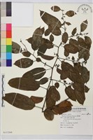 桶鉤藤藏品圖，第1張