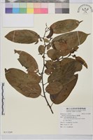 桶鉤藤藏品圖，第1張