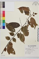 桶鉤藤藏品圖，第1張