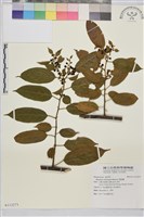 桶鉤藤藏品圖，第1張