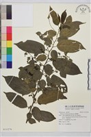 桶鉤藤藏品圖，第1張