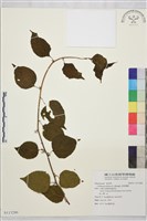 亞洲濱棗藏品圖，第1張