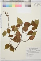 亞洲濱棗藏品圖，第1張