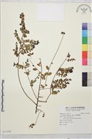 小葉黃鱔藤藏品圖，第1張