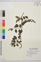 臺灣黃鱔藤藏品圖，第1張