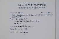 臺灣黃楊藏品圖，第2張