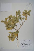 琉球黃楊藏品圖，第1張