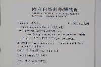 琉球黃楊藏品圖，第2張