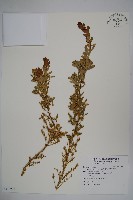 華南黃楊，雀舌黃楊，匙葉黃楊藏品圖，第1張