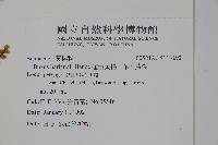 華南黃楊，雀舌黃楊，匙葉黃楊藏品圖，第2張