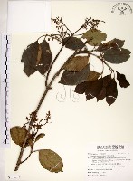 三葉山香圓藏品圖，第1張