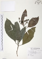 山香圓藏品圖，第1張