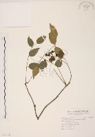 野鴉椿藏品圖，第1張