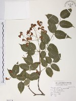 野鴉椿藏品圖，第1張