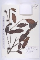 山紅柿藏品圖，第3張