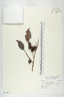 山紅柿藏品圖，第3張