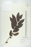 山紅柿藏品圖，第3張