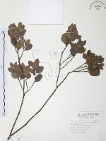 小葉赤楠藏品圖，第1張