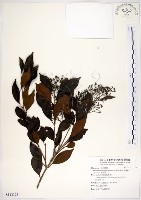 十子木、加入舅藏品圖，第1張