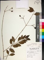 苦林盤藏品圖，第1張