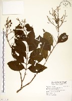 九芎藏品圖，第1張